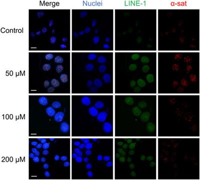 Interstrand crosslinking oligonucleotides elucidate the effect of metal ions on the methylation status of repetitive DNA elements